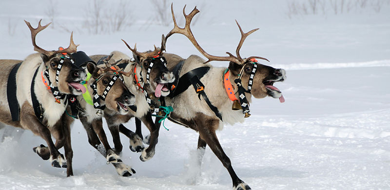 Image result for santa's reindeer"