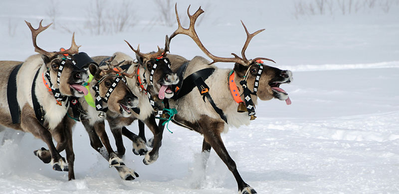 Santa's reindeer deals